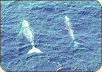 There are now more than 25,000 Pacific grey whales
